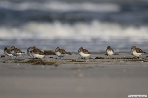2022 amrum.photo alp 001