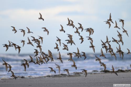 2022 amrum.photo alp 008