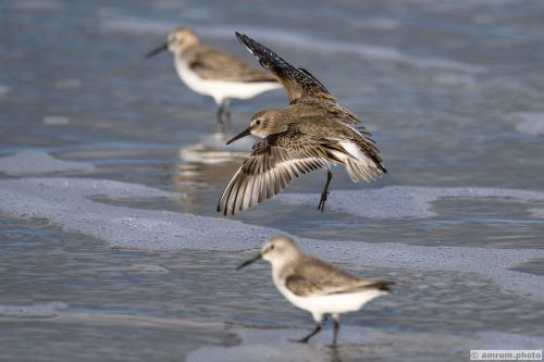 2022 amrum.photo alp 028