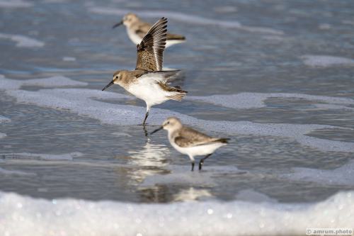 2022 amrum.photo alp 030