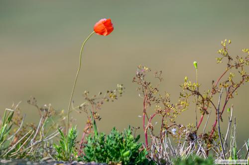 2023 amrum.photo b 018