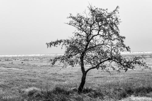 2012 amrum.photo sw 003