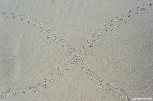 2011 amrum.photo sg 003