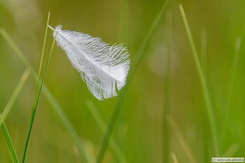 2021 amrum.photo sg 011