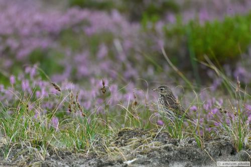 2023 amrum.photo v 040